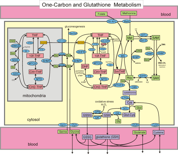 One carbon cell metabolism